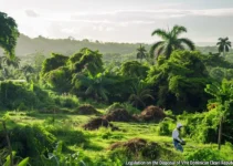 Legislación sobre la eliminación de residuos vegetales post-desbroce, normativas clave en República Dominicana